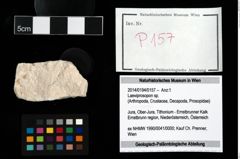 Foto (Objekt + Etikett) von Laeviprosopon sp.  (NHMW-GEO-2014-0194-0157)